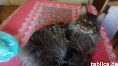 Kocięta MaineCoonXXXL