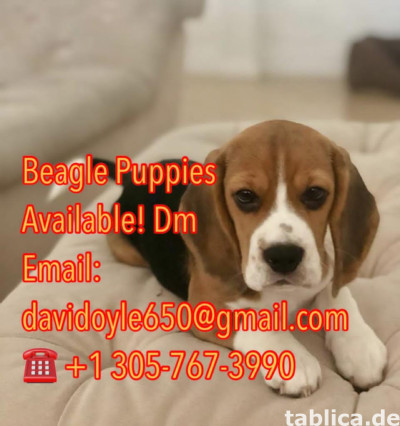 BEAGLE PUPIES FOR SALE