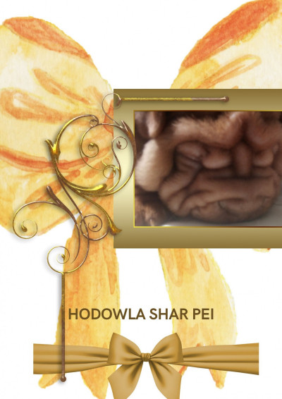 shar pei szczeniaki do nowego domu