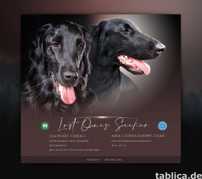 Flat Coated Retriever – z hodowli Lost Ones Seeker ZKwP , FC