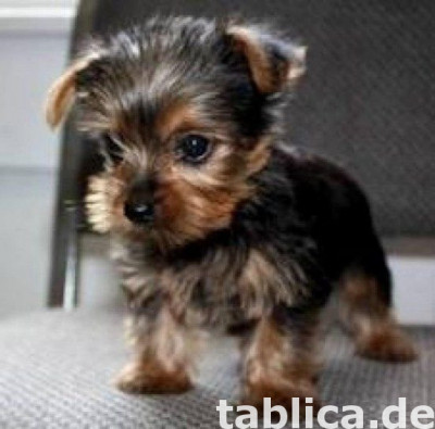 Dobre szczenięta Yorkshire terrier