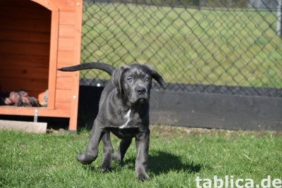 Szczenięta Cane Corso w kolorze niebieskim