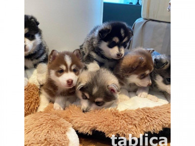 Najsłodszy szczeniak rasy pomsky