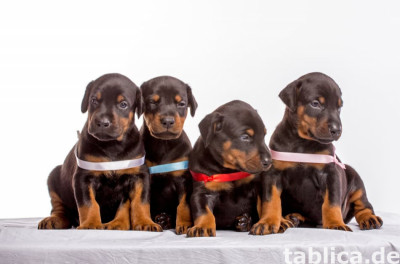 Szczeniaki dobermana KC Reg na sprzedaż