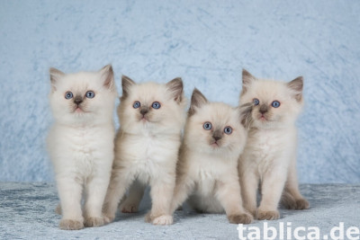 Piękny kociak rasy Ragdoll Ka w kolorze Flash Point już goto