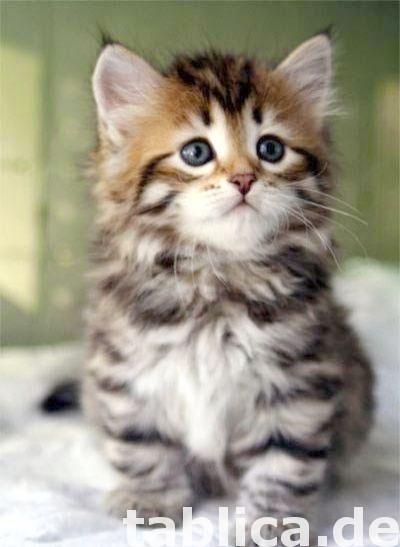 Kocięta syberyjskie