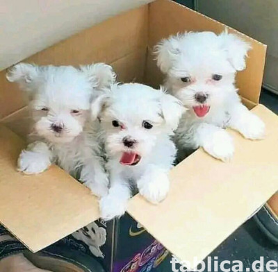  Malteser Welpen 