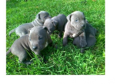Szczenięta American Blue-Line Pit Bull Terrier