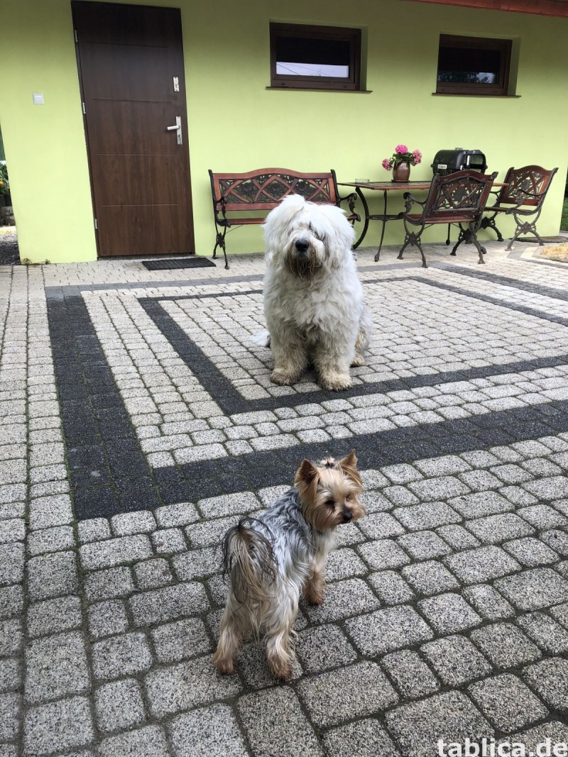 Hotel dla Zwierząt Domowych Bajka 2