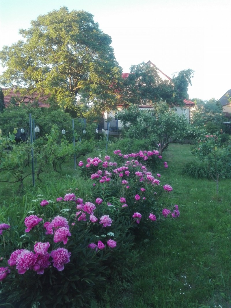 Sprzedam 2