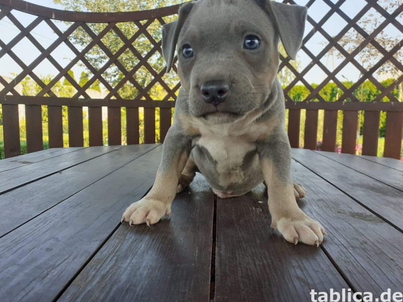 Suczki American Bully ABKC -tricolory 0