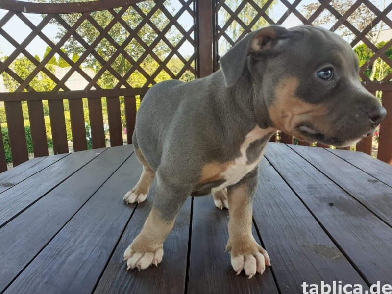 Suczki American Bully ABKC -tricolory 1