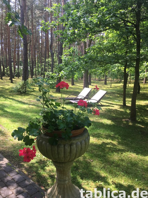 Posiadłość leśna działka 5400 m2 18