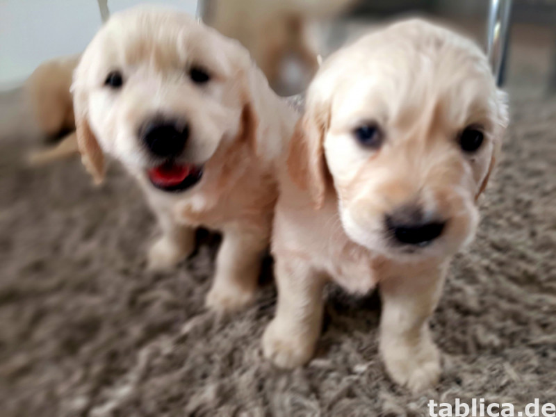 Golden retriever 0