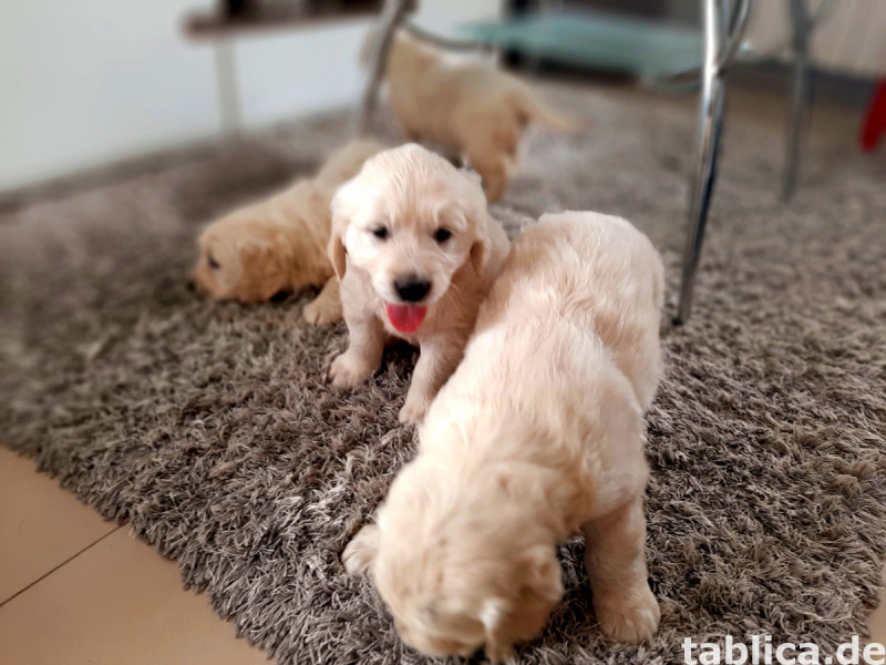 Golden retriever 1
