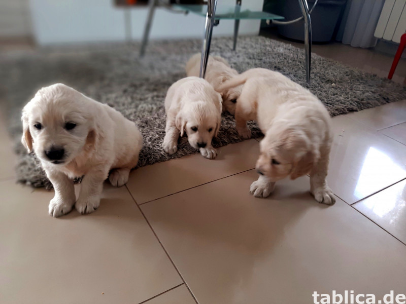 Golden retriever 2