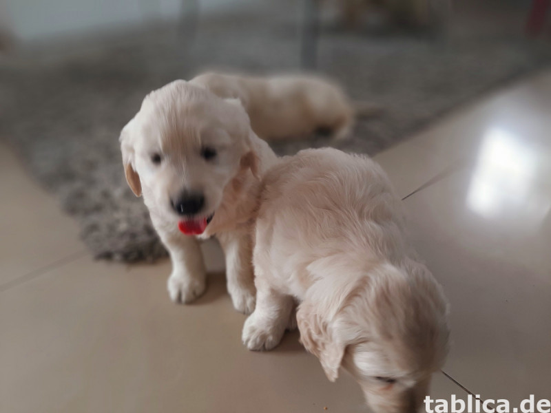 Golden retriever 5
