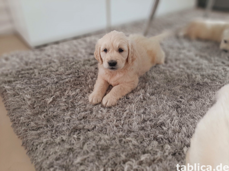 Golden retriever 6