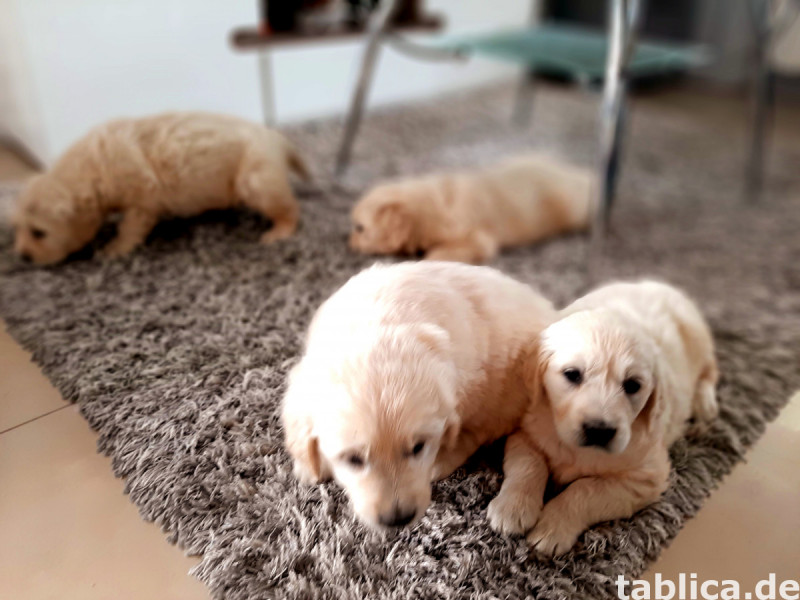 Golden retriever 7