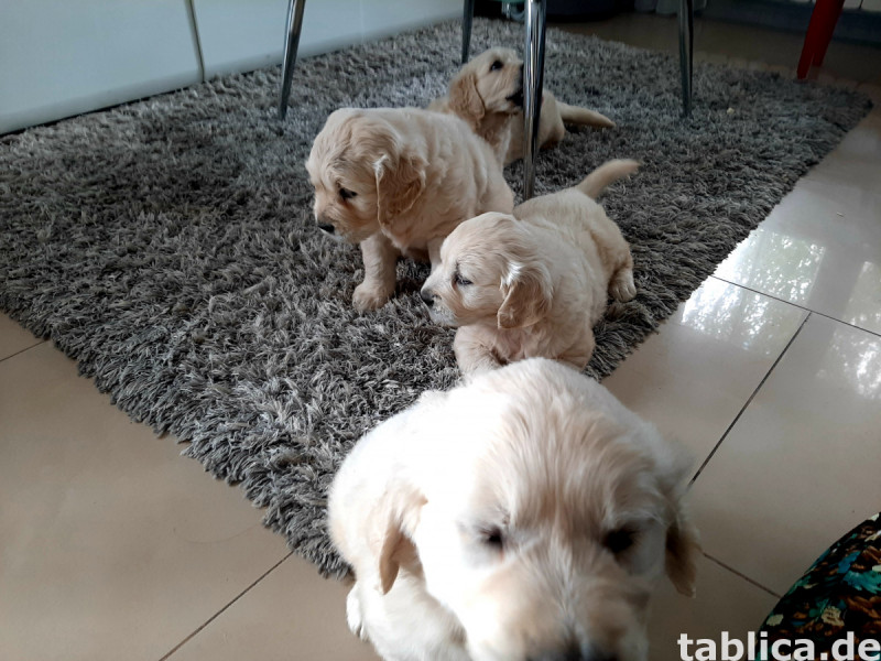 Golden retriever 9