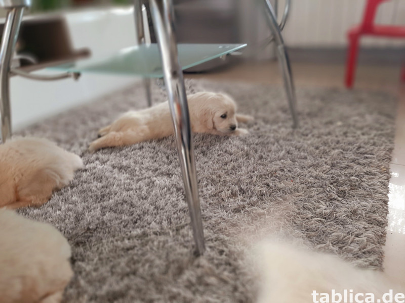 Golden retriever 10