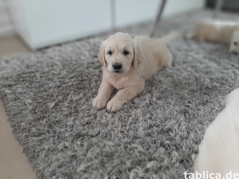 Golden retriever 11