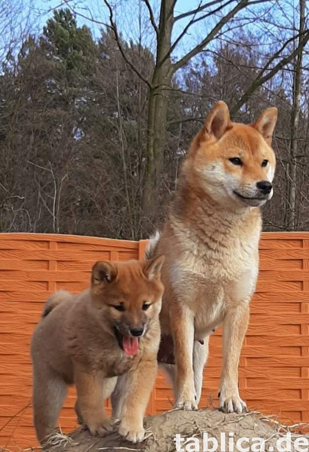 Shiba Inu 0