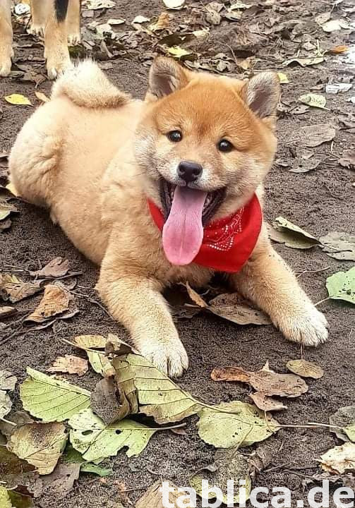 Shiba Inu 1