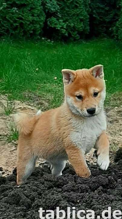 Shiba Inu 2