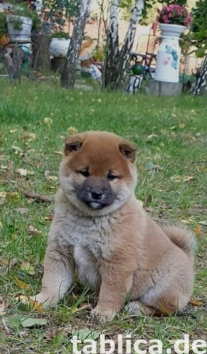 Shiba Inu 3