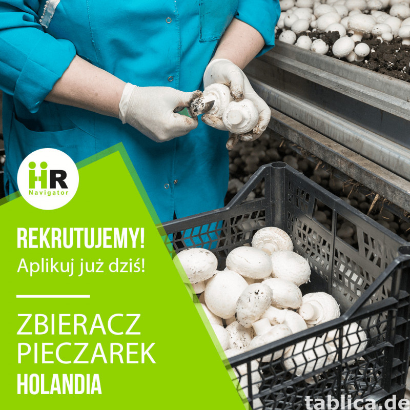 Zbieracz pieczarek 0
