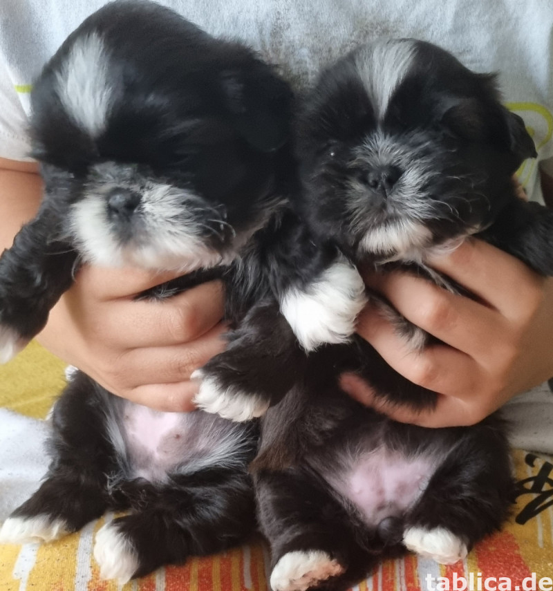 Shih tzu 0
