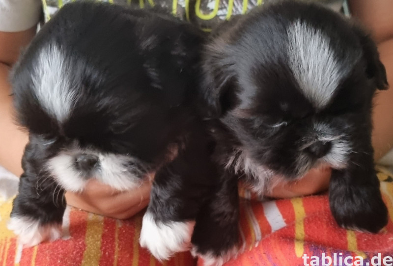Shih tzu 1