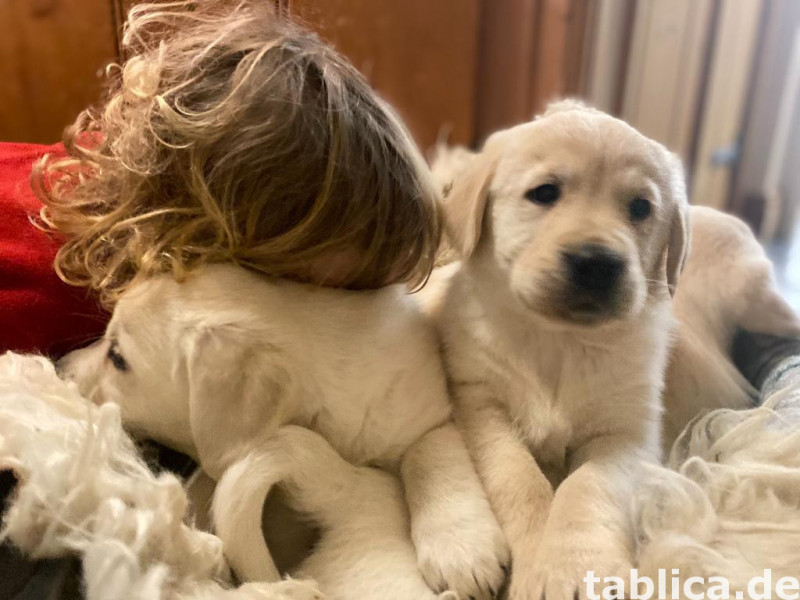 Szczenięta Golden Retriever 0