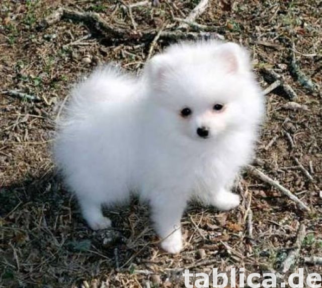 Szczeniaki rasy pomeranian 0