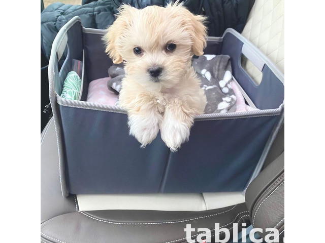 Słodkie szczenięta rasy maltipoo, hodowane w domu. 0