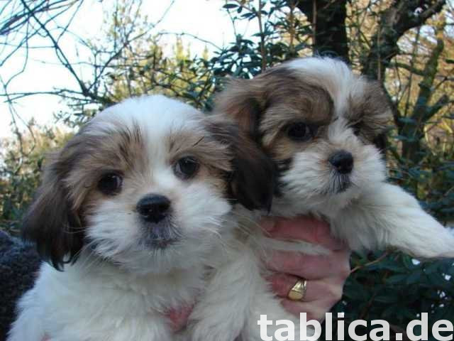 Piękne szczenięta rasy shih tzu. 0