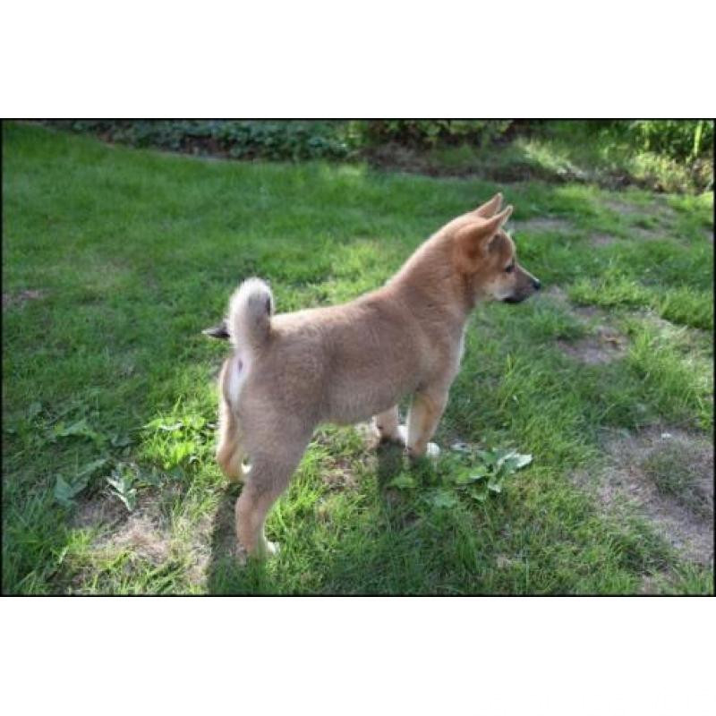 Szczeniaki Shiba Inu 0