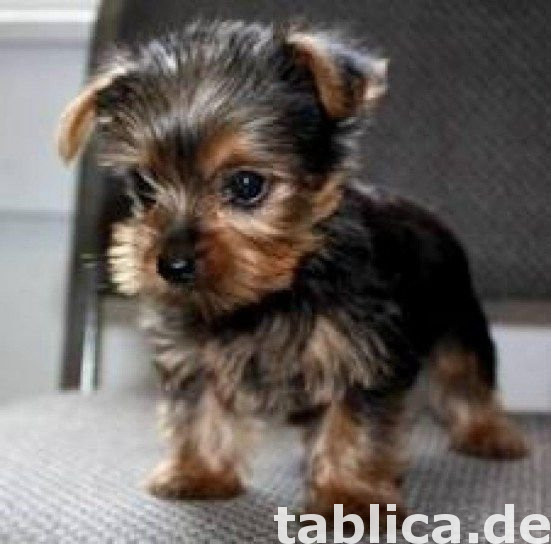 Dobre szczenięta Yorkshire terrier 0