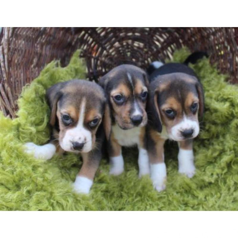 Szczenięta rasy beagle, udomowione 0