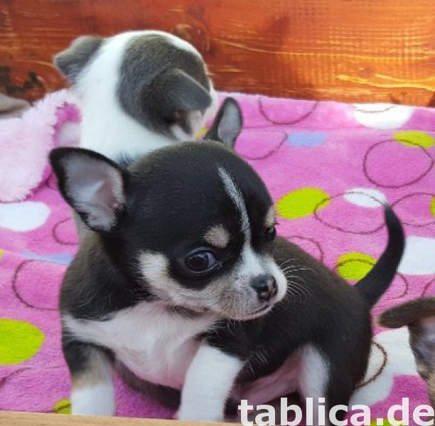 Szczeniaki chihuahua bardzo kochające 0