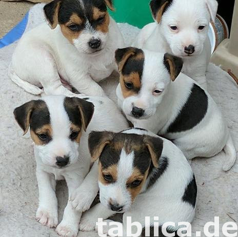 Szczenięta Jack Russell Terrier 0