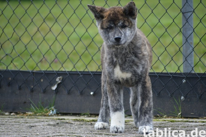 Szczeniaki akita inu 0