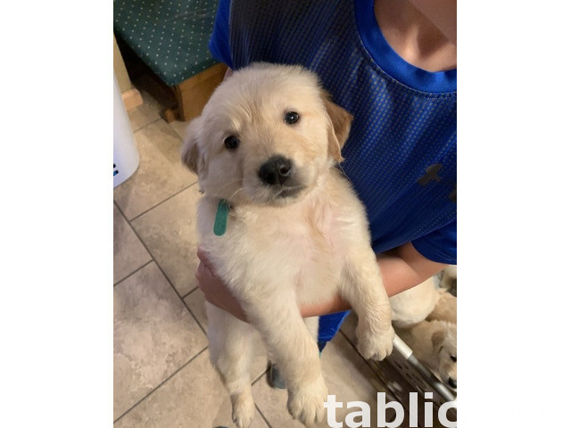 Zarejestrowane szczenięta labradora w Kennel Club 0