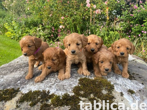 Szczeniaki cockapoo, miot samców i samic. 0