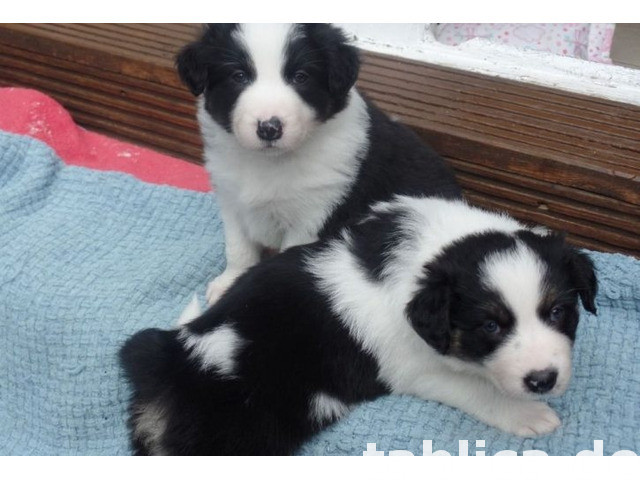 Piękny border collie 0