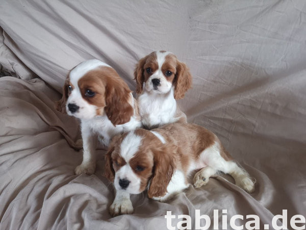 Dwa szczenięta Cavalier King Charles Spaniela dostępne 0