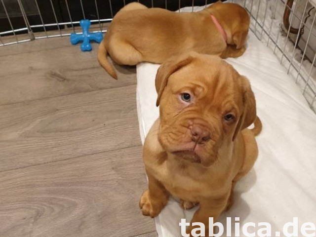 Piękne szczenięta rasy dogue de Bordeaux, 0