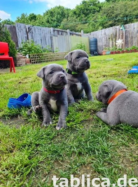Szczenięta rasy staffordshire bull terrier (Blue Staffordshi 0