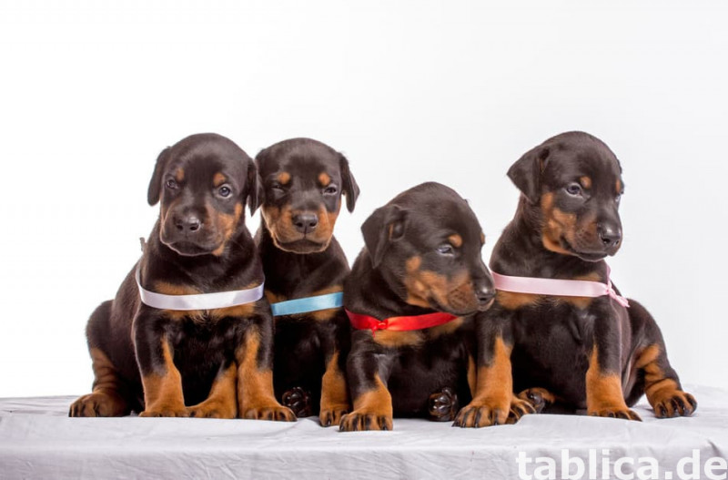 Szczeniaki dobermana KC Reg na sprzedaż 0